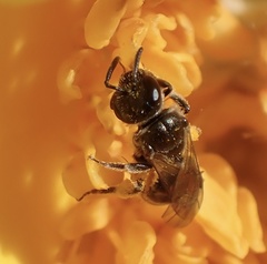 Lasioglossum