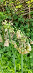 Allium siculum