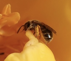 Lasioglossum