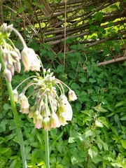 Allium siculum