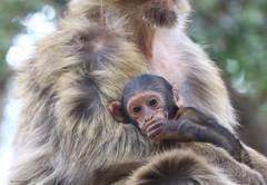 Macaca sylvanus