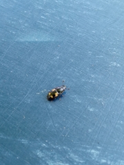 Glischrochilus quadrisignatus
