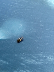 Glischrochilus quadrisignatus