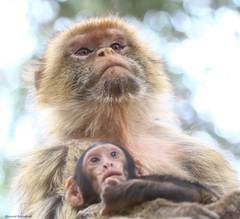 Macaca sylvanus