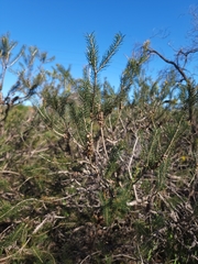 Melaleuca quadrifida