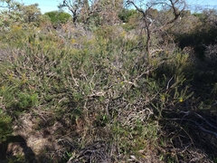 Melaleuca quadrifida