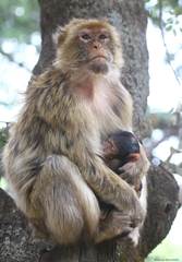 Macaca sylvanus