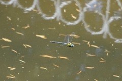 Anax nigrofasciatus