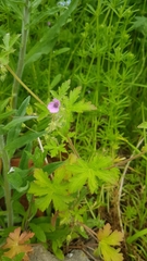Geranium divaricatum