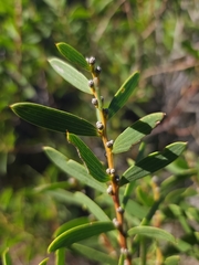 Acacia cochlearis