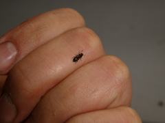 Glischrochilus quadripunctatus