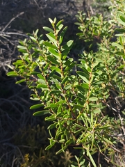 Acacia cochlearis