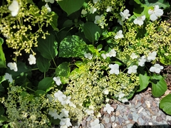 Hydrangea petiolaris
