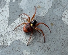 Araneus ejusmodi