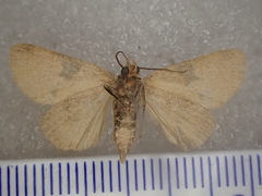 Plecoptera plinthochroa