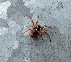 Araneus ejusmodi