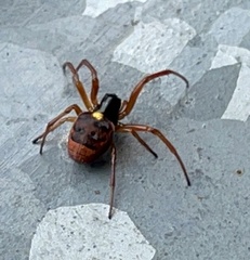 Araneus ejusmodi