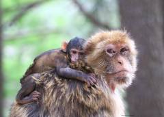 Macaca sylvanus