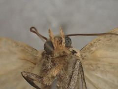 Plecoptera plinthochroa
