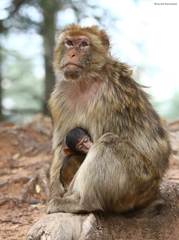Macaca sylvanus