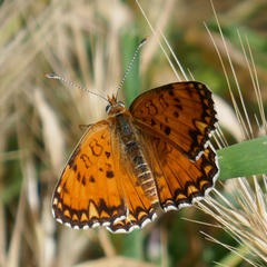 Melitaea sibina