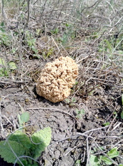 Morchella steppicola