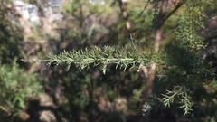 Jacksonia furcellata