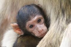 Macaca sylvanus