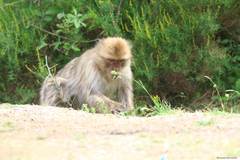 Macaca sylvanus