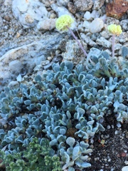 Eriogonum kingii