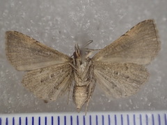 Rhesalides curvata