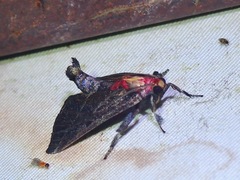 Toccolosida rubriceps