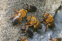Callomegachile