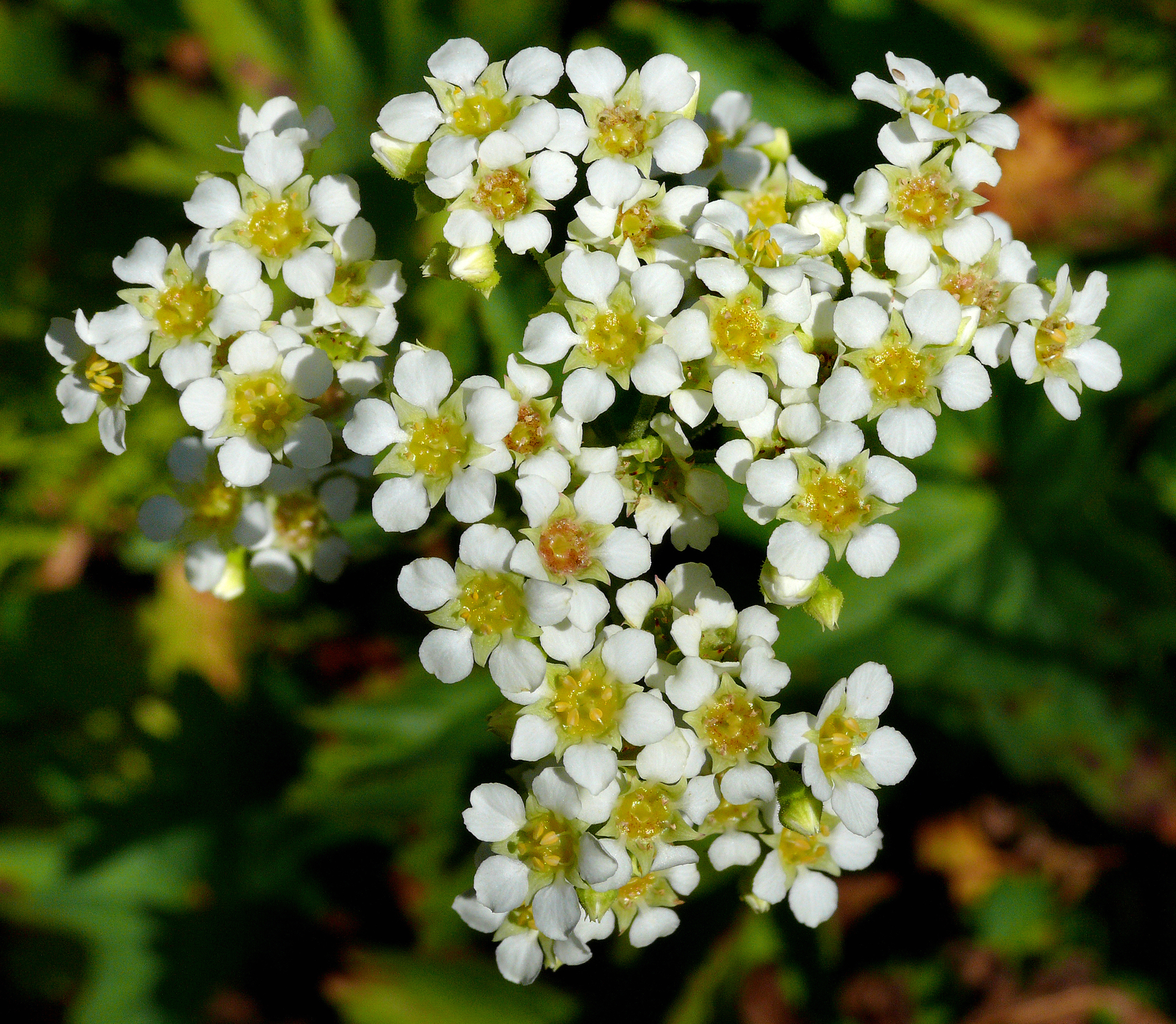 Boykinia major