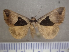 Agamana