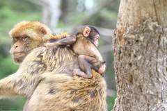 Macaca sylvanus