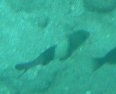 Parupeneus insularis