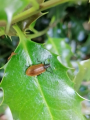 Lagria hirta