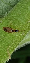Dromiusina