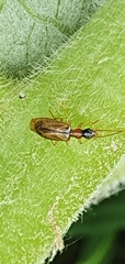 Dromiusina