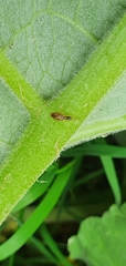 Dromiusina
