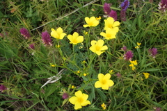 Linum flavum