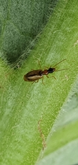 Dromiusina