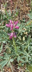 Lupinus hispanicus