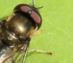 Platycheirus