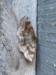 Metarranthis refractaria