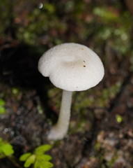 Entoloma albidosimulans