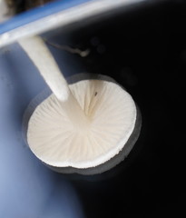 Entoloma albidosimulans
