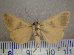 Agamana