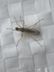 Insecta